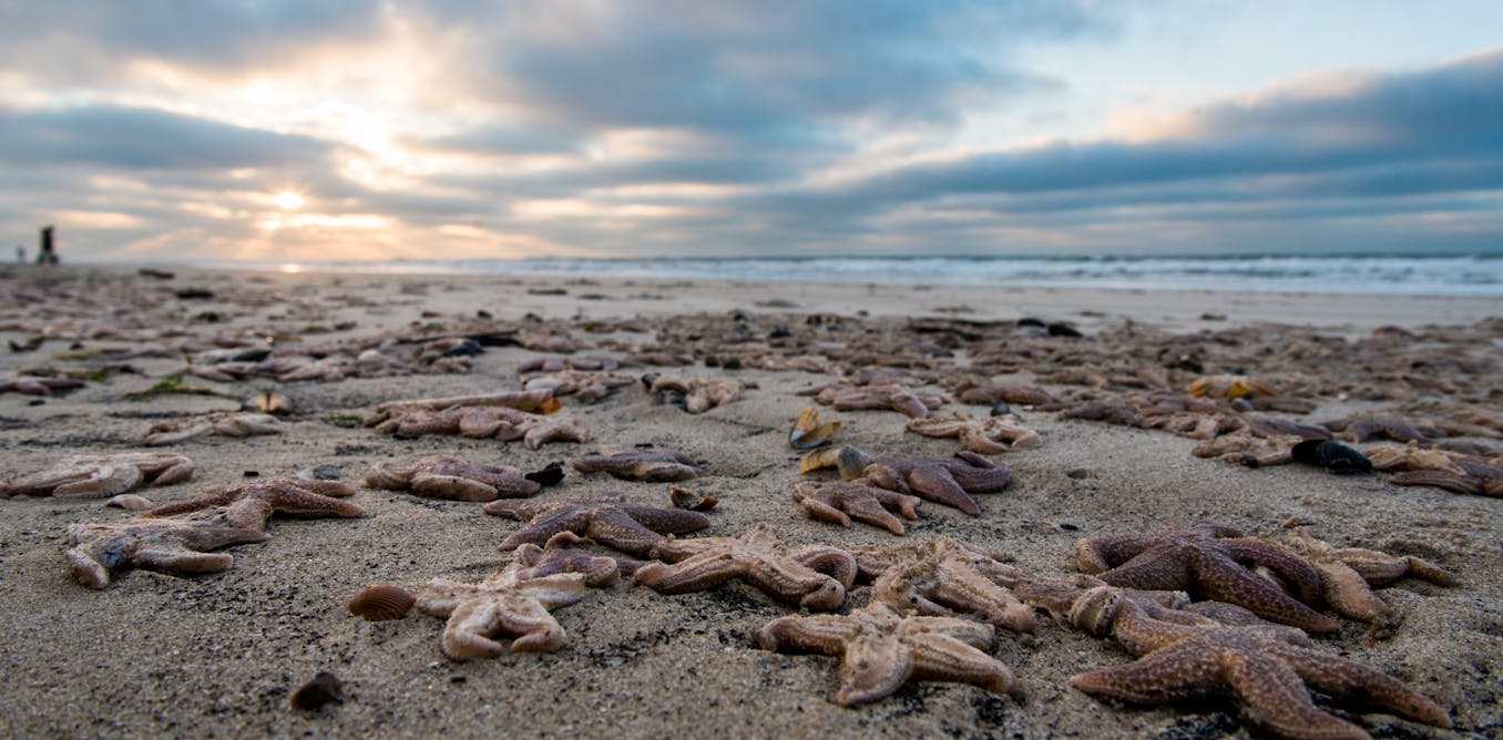 Thousands of starfish have washed up dead after the 'Beast from the