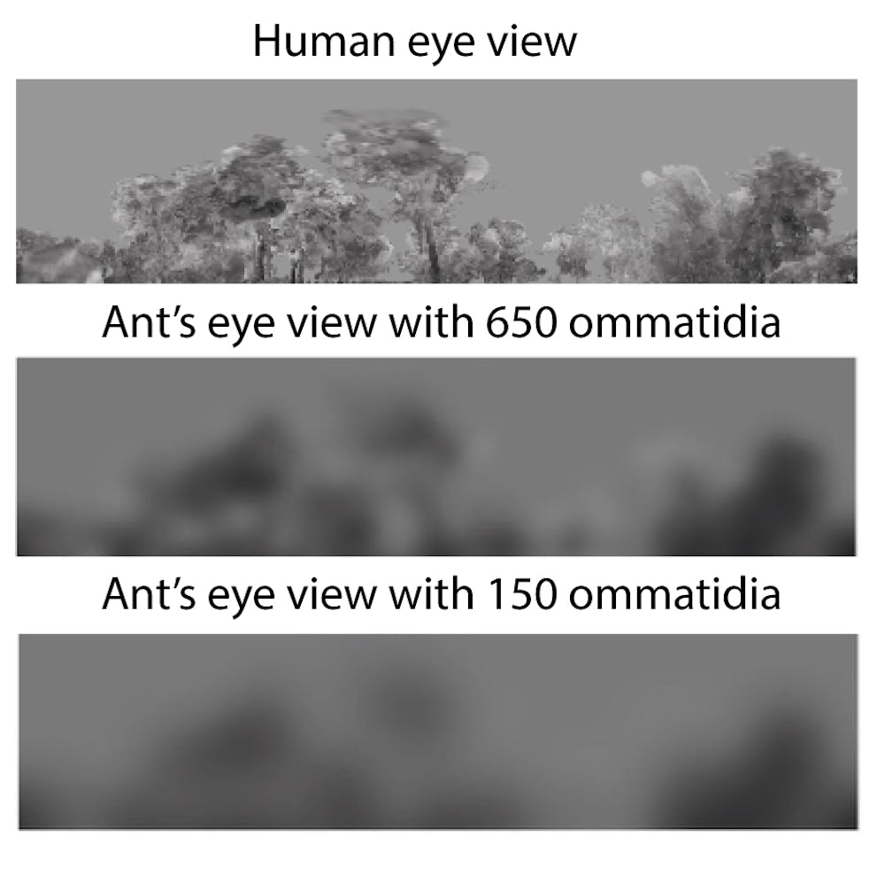 file 20180305 146700 1e332yj.jpg?ixlib=rb 1.1 Ant Can See Or Not
