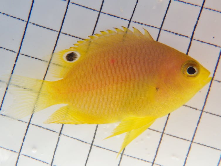 汪爱仪on LinkedIn: The effect of underwater fish finder sent by Japanese  customer#fishfinder…