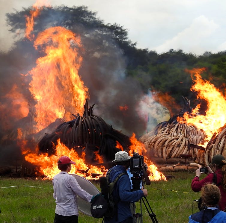 Ivory up in flames, but who really noticed? How messages on elephant poaching might be missed