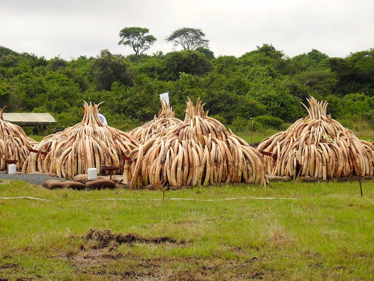 Ivory up in flames, but who really noticed? How messages on elephant poaching might be missed