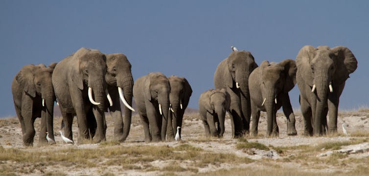 Ivory up in flames, but who really noticed? How messages on elephant poaching might be missed