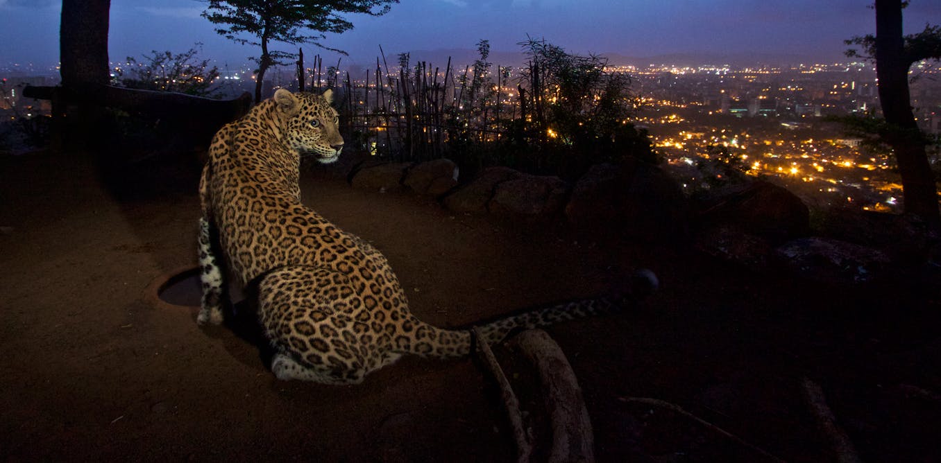 Leopards In A City Park In India May Help Lower Human