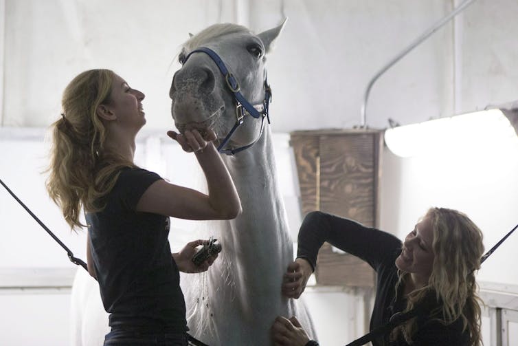 Getting The Facts About Work In Horse Stables