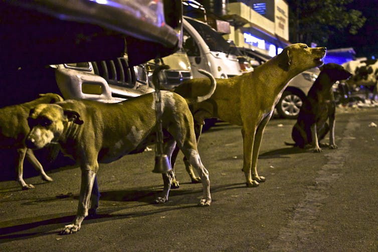 Leopards in a city park in India may help lower human injuries and deaths from stray dog bites