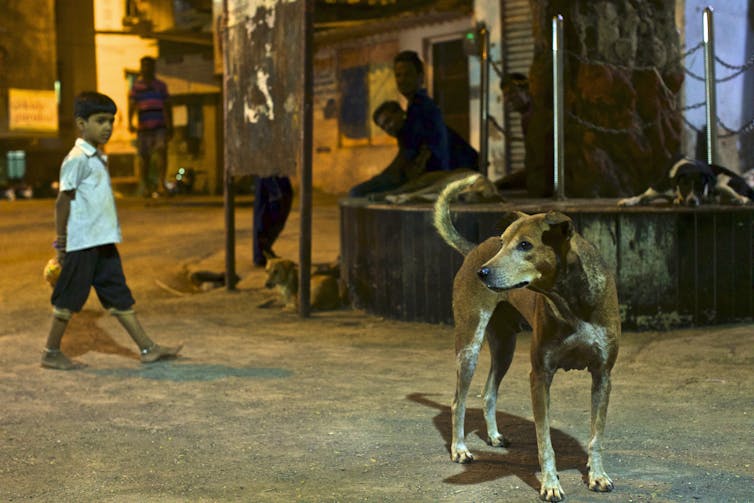 Leopards in a city park in India may help lower human injuries and deaths from stray dog bites