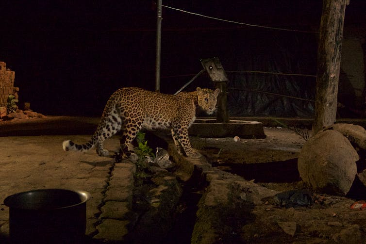 Leopards in a city park in India may help lower human injuries and deaths from stray dog bites