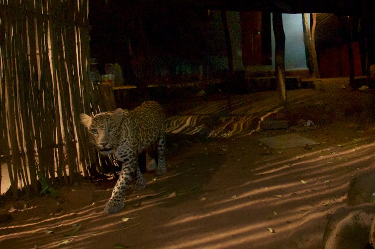 Leopards in a city park in India may help lower human injuries and deaths from stray dog bites