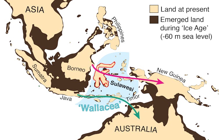 Ancient stone tools found on Sulawesi, but who made them remains a mystery