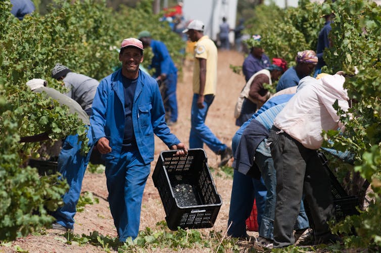 South Africa’s Land Debate Is Clouded by Misrepresentation and Lack of Data South Africa’s Land Debate Is Clouded by Misrepresentation and Lack of Data