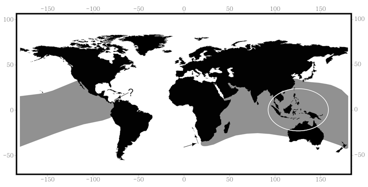 There are dozens of sea snake species in the Indian and Pacific oceans, but none in the Atlantic or Caribbean. Why?