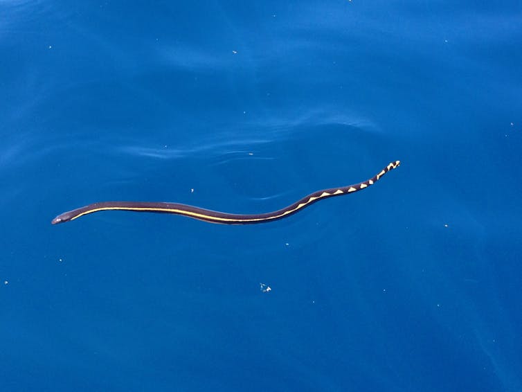 File 20180308 30965 10rs6te.jpg?ixlib=rb 1.1