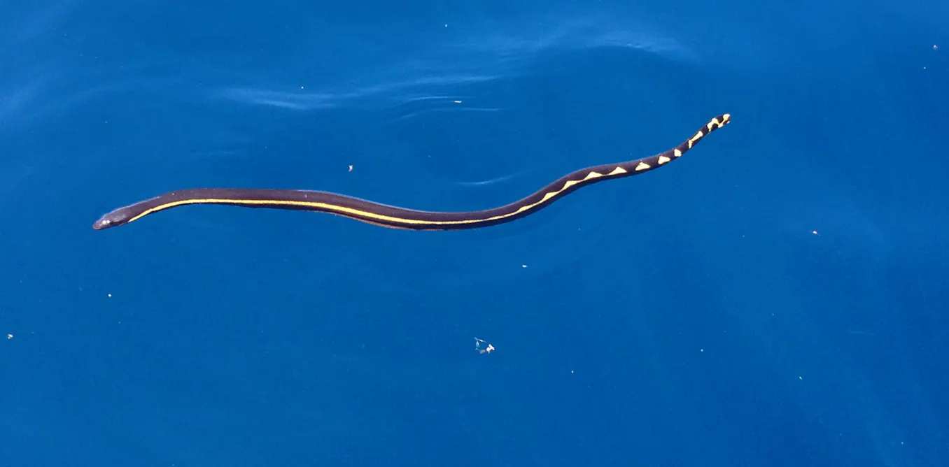 Types Of Sea Snakes Types Of Sea Snakes