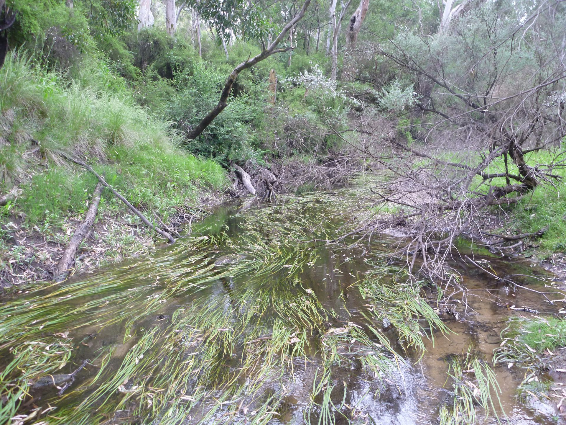 In muddy waters the plight of Australia's threatened freshwater mussels