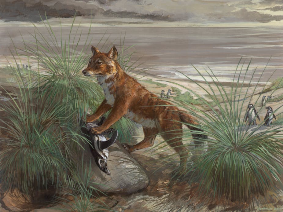 History Mystery Solved The Origins Of The Falkland