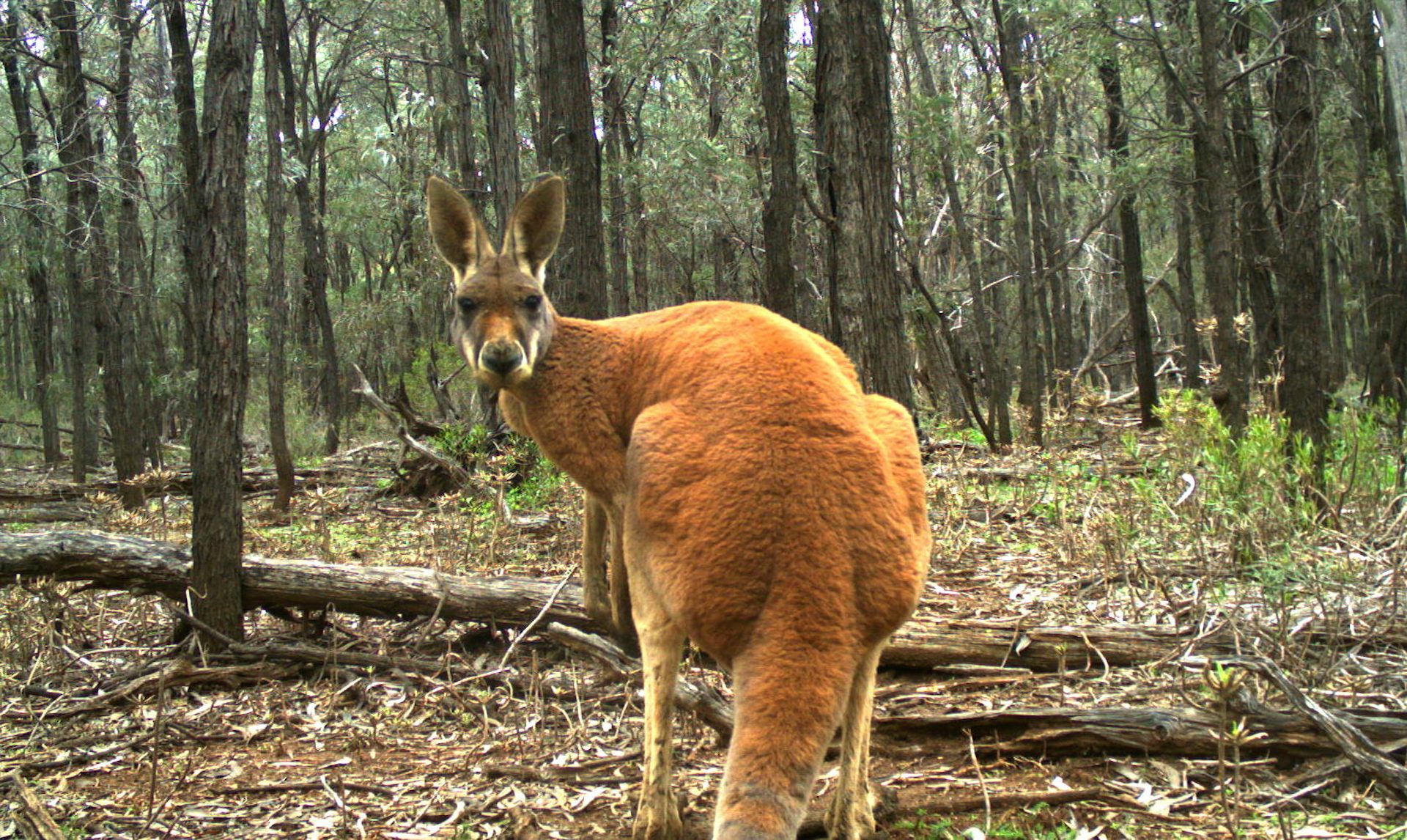 Yes, kangaroos are endangered &ndash; but not the species you think