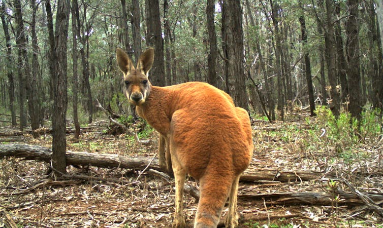 Yes, kangaroos are endangered – but not the species you think