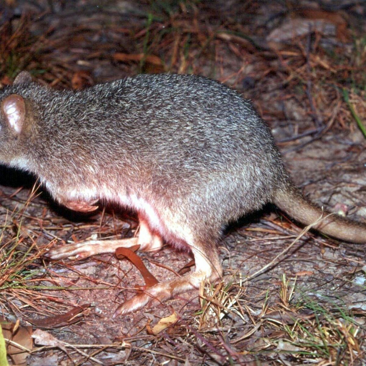 Fantasy Documents Recovery Plans Failing Australia S Endangered Species Environment The Guardian