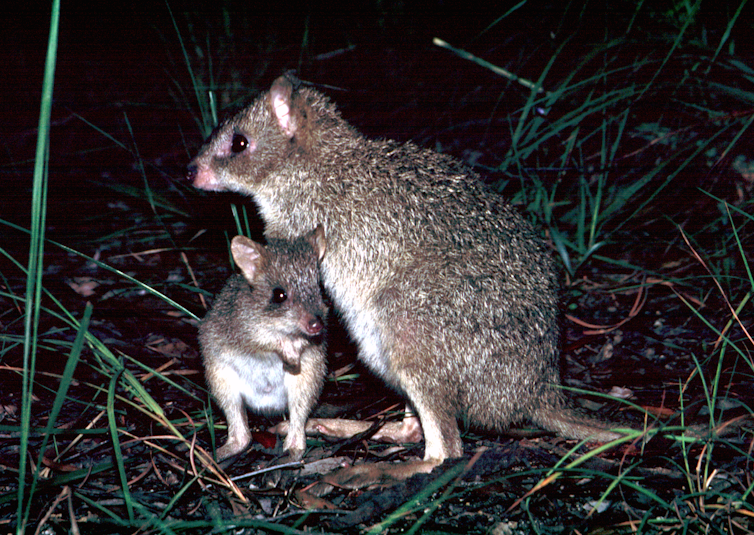 Yes, kangaroos are endangered – but not the species you think