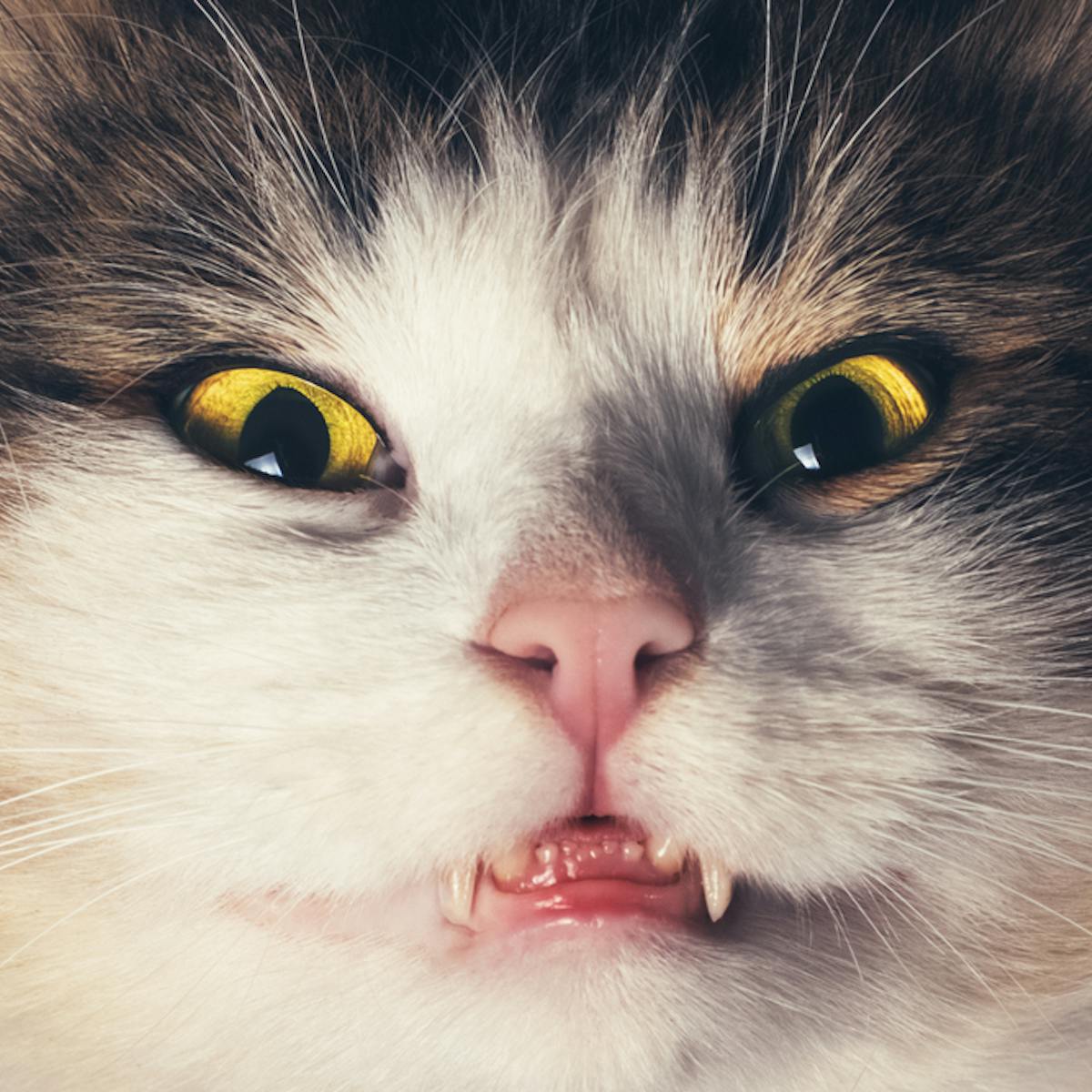 Five Diseases You Can Catch From Pets