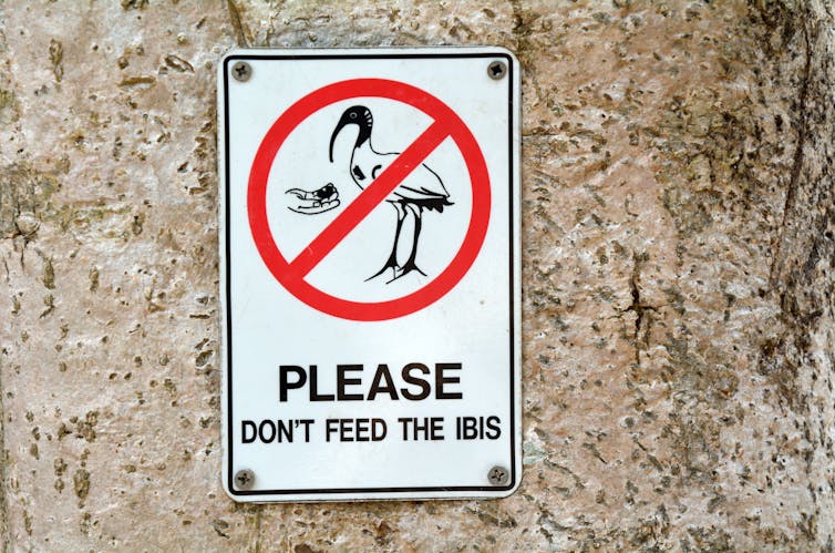 Yes it's okay to feed wild birds in your garden, as long as it's the right food