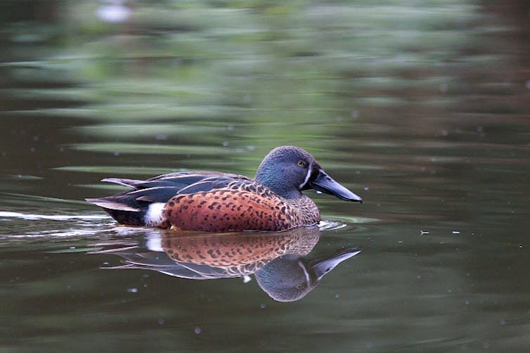 Why duck shooting season still isn't on the endangered list