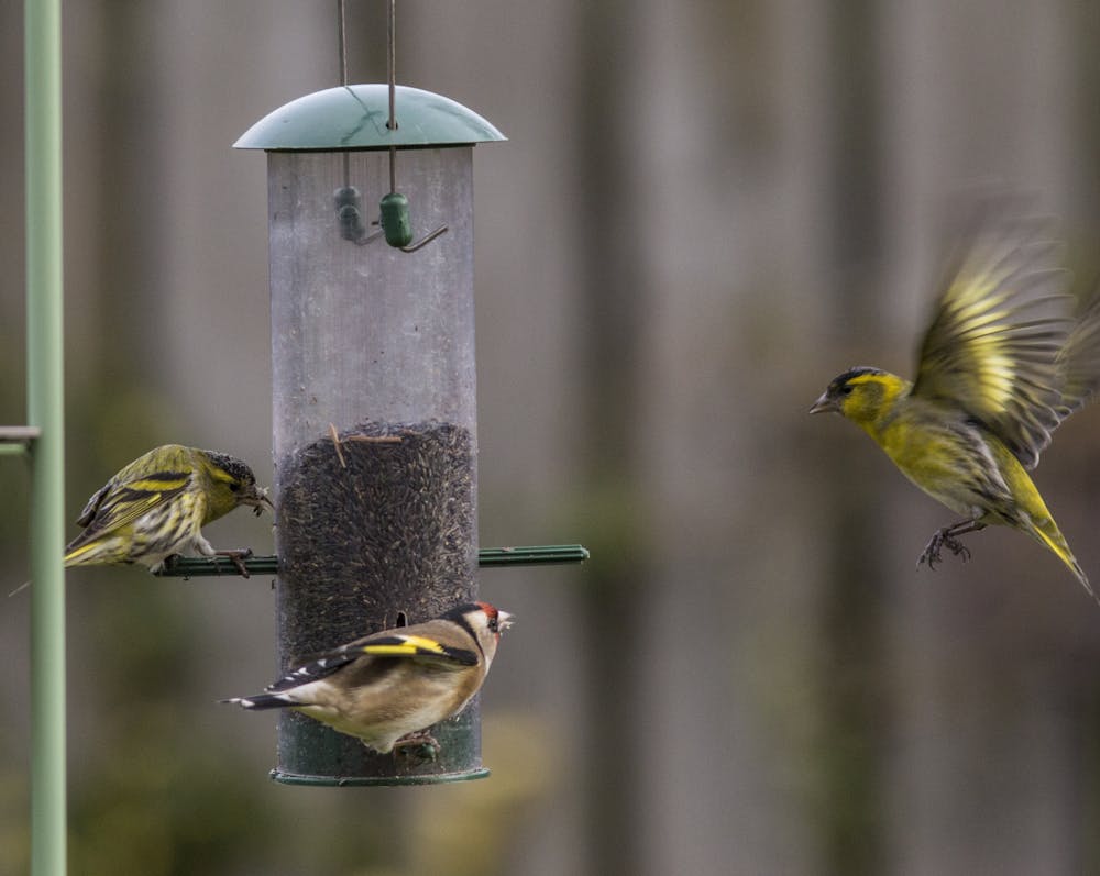 Yes It S Okay To Feed Wild Birds In Your Garden As Long As It S The Right Food