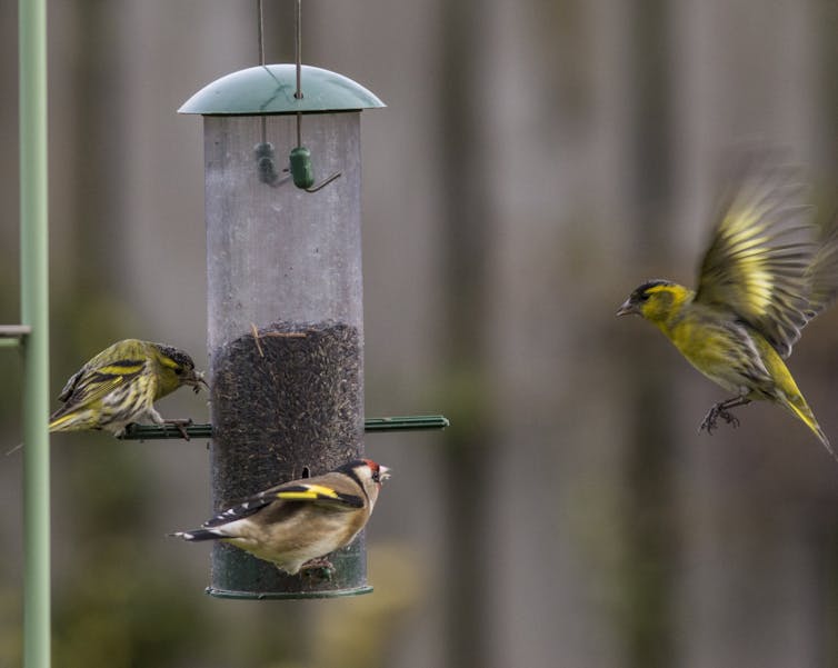 Yes It’s Okay To Feed Wild Birds In Your Garden, As Long As It’s The Right Food