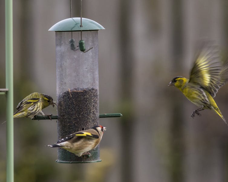 Yes it's okay to feed wild birds in your garden, as long as it's the right food