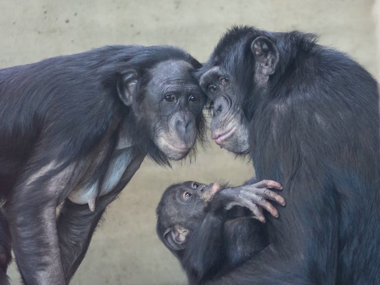 Can chimpanzees turn into people?