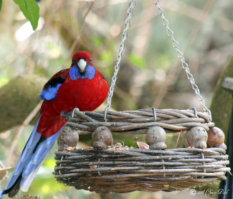 Yes it's okay to feed wild birds in your garden, as long as it's the right food