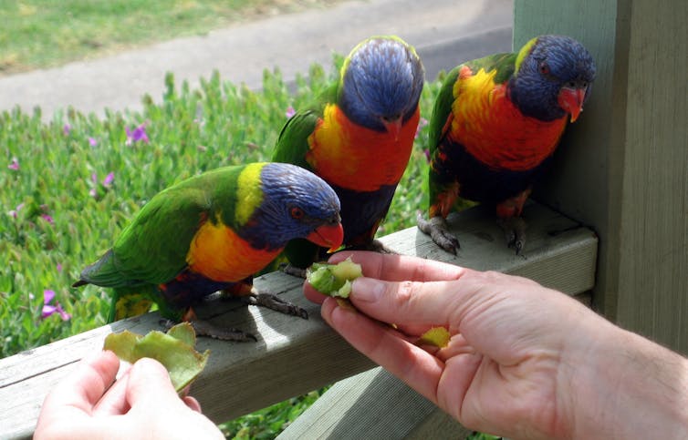 Yes it's okay to feed wild birds in your garden, as long as it's the right food