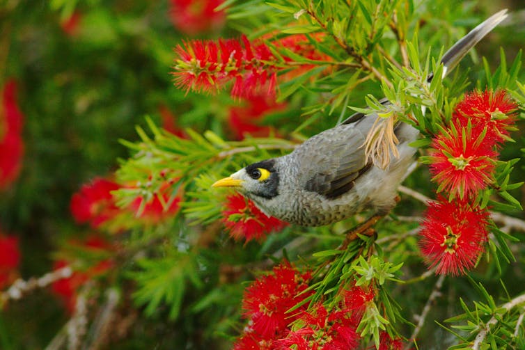 Image result for Yes it’s okay to feed wild birds in your garden, as long as it’s the right food