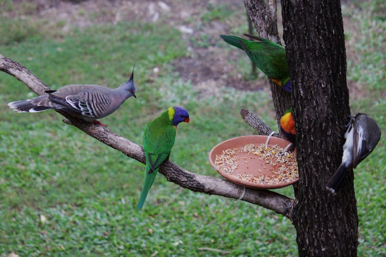 Yes it's okay to feed wild birds in your garden, as long as it's the right food