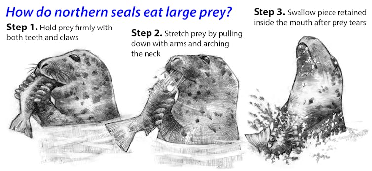 Sharp claws helped ancient seals conquer the oceans