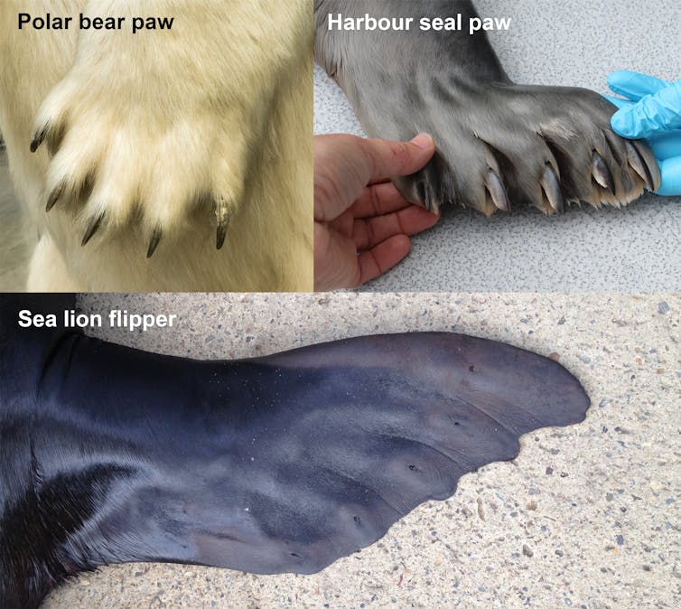 Sharp claws helped ancient seals conquer the oceans