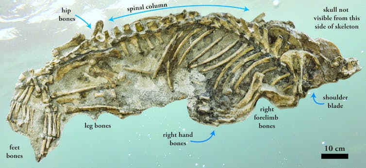 Sharp claws helped ancient seals conquer the oceans