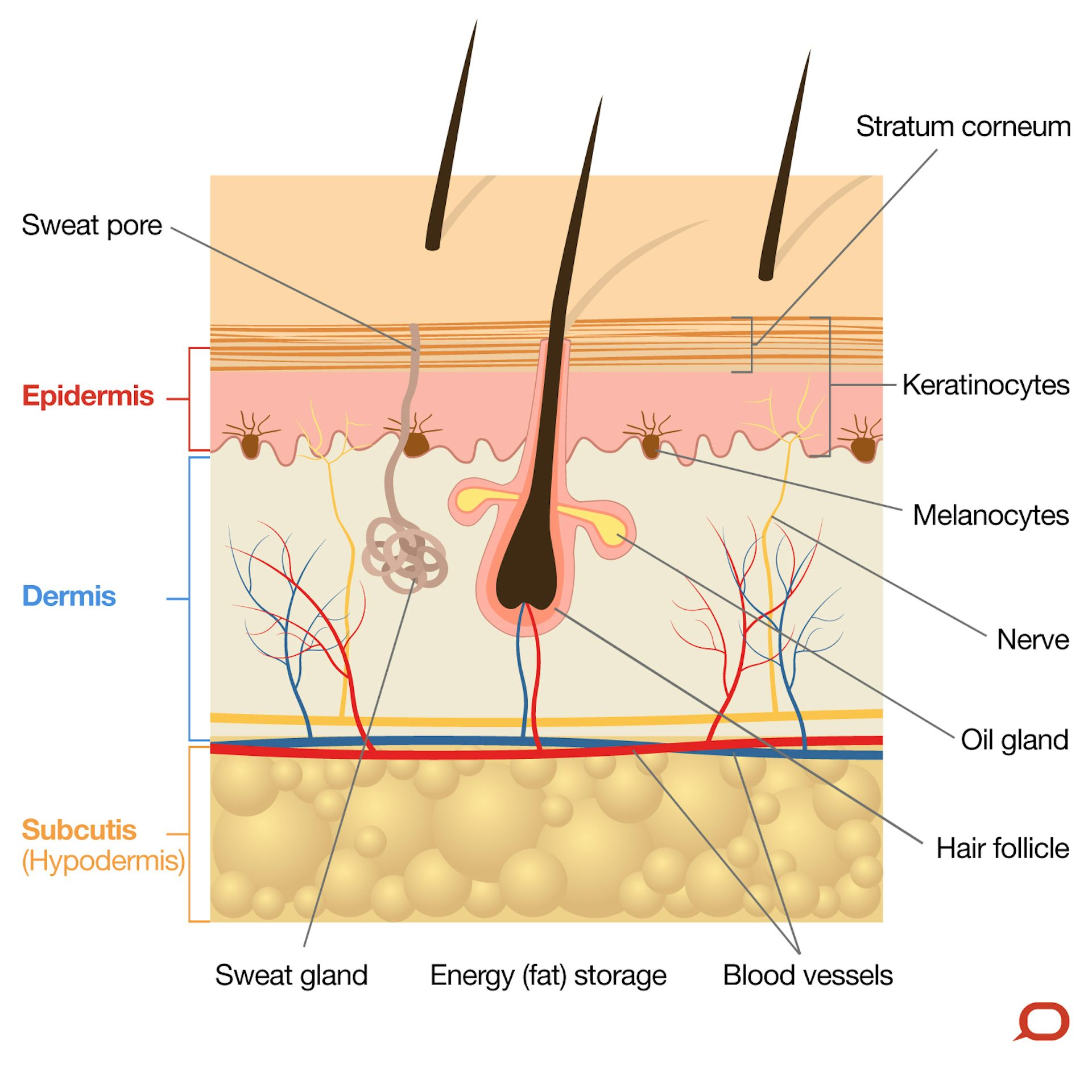 Schematic of human skin structure and constituent cell types Dermis is   Download Scientific Diagram