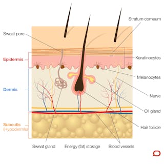 Kulit Kita Adalah Organ Tubuh Paling Penting Dan Paling Besar Apa Saja Fungsinya Kulit Kita Adalah Organ Tubuh Paling Penting Dan Paling Besar Apa Saja Fungsinya