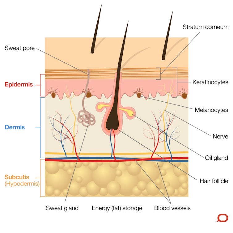 The skin is a very important (and our largest) organ: what does it do?