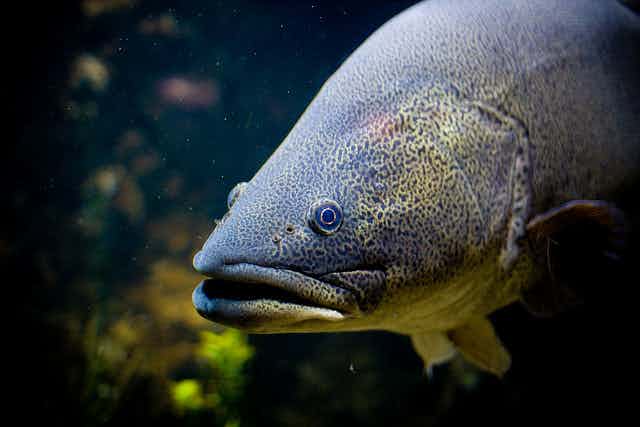 Australian endangered species: Murray Cod