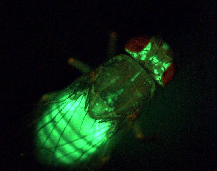 An obese fruit fly from the experiment. Its body fat glowing with green fluorescence.
