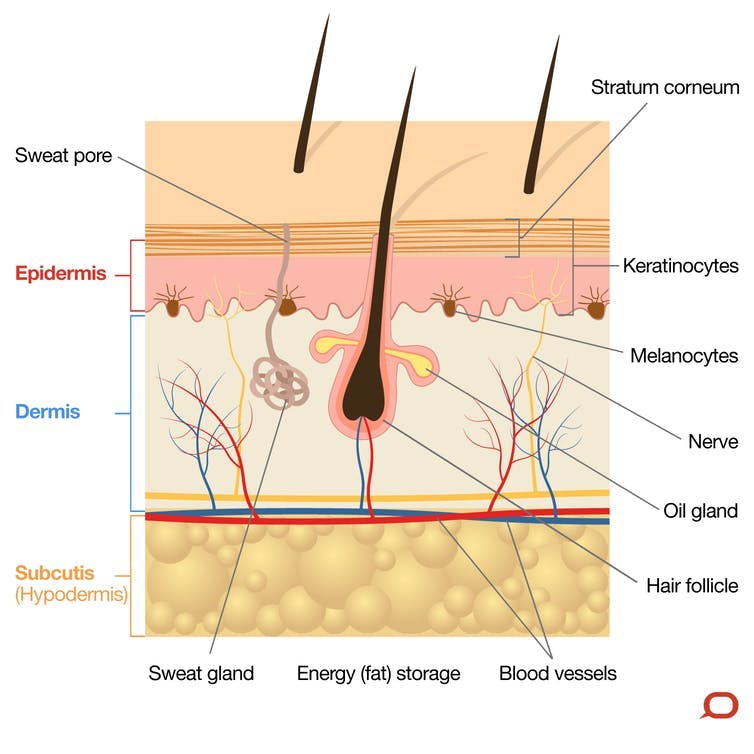 Wrinkles, liver spots, crows' feet: what happens to our skin as we age?