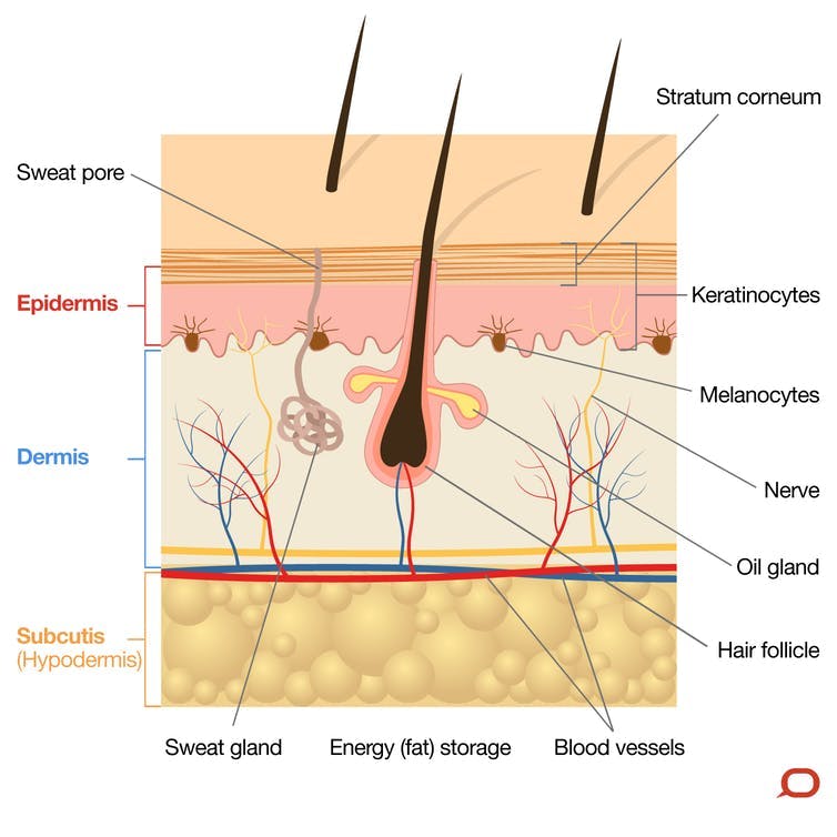 what happens to our skin as we age?