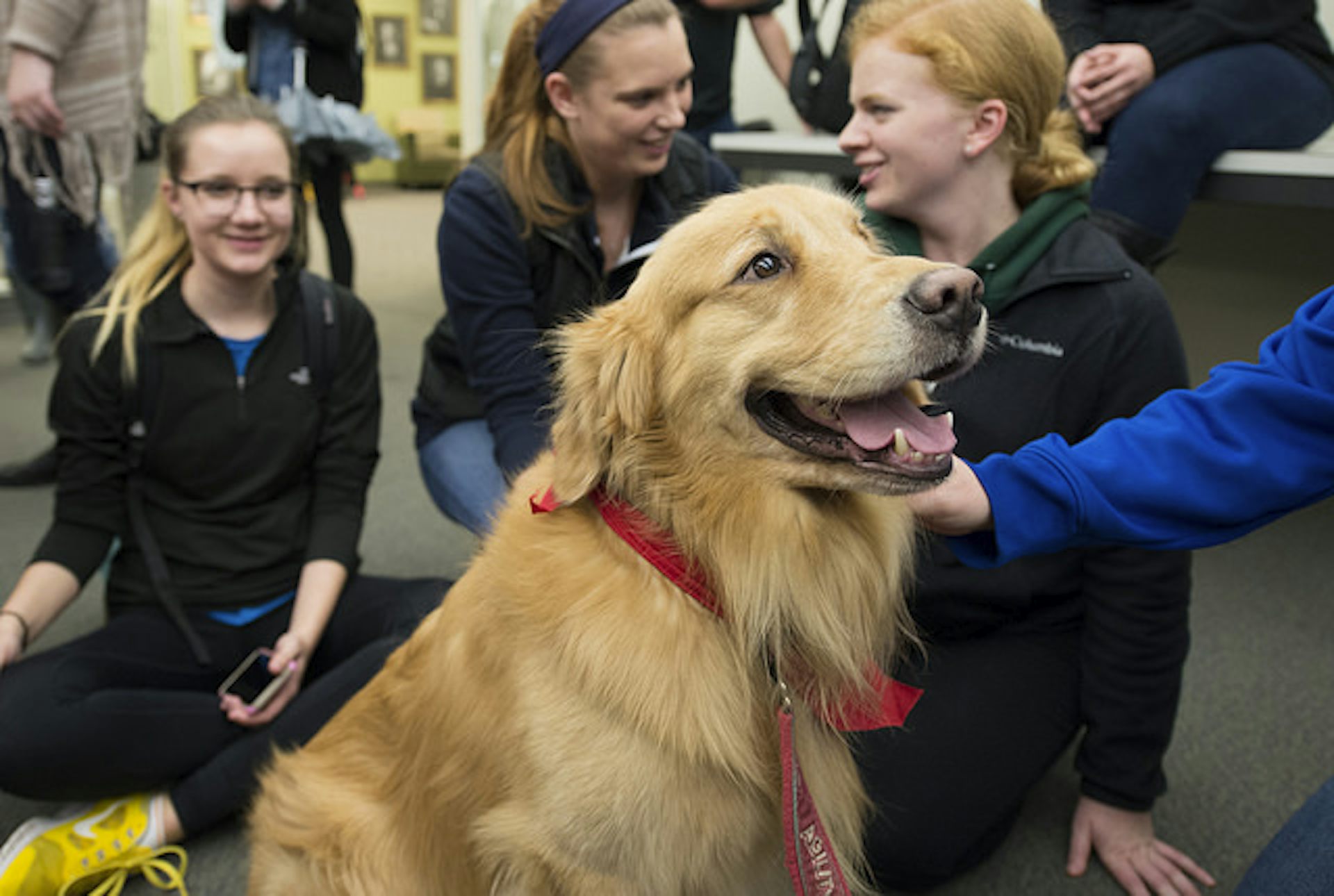 stress dogs in schools