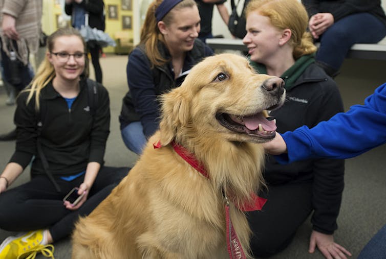 Therapy dogs can help reduce student stress, anxiety and improve school attendance