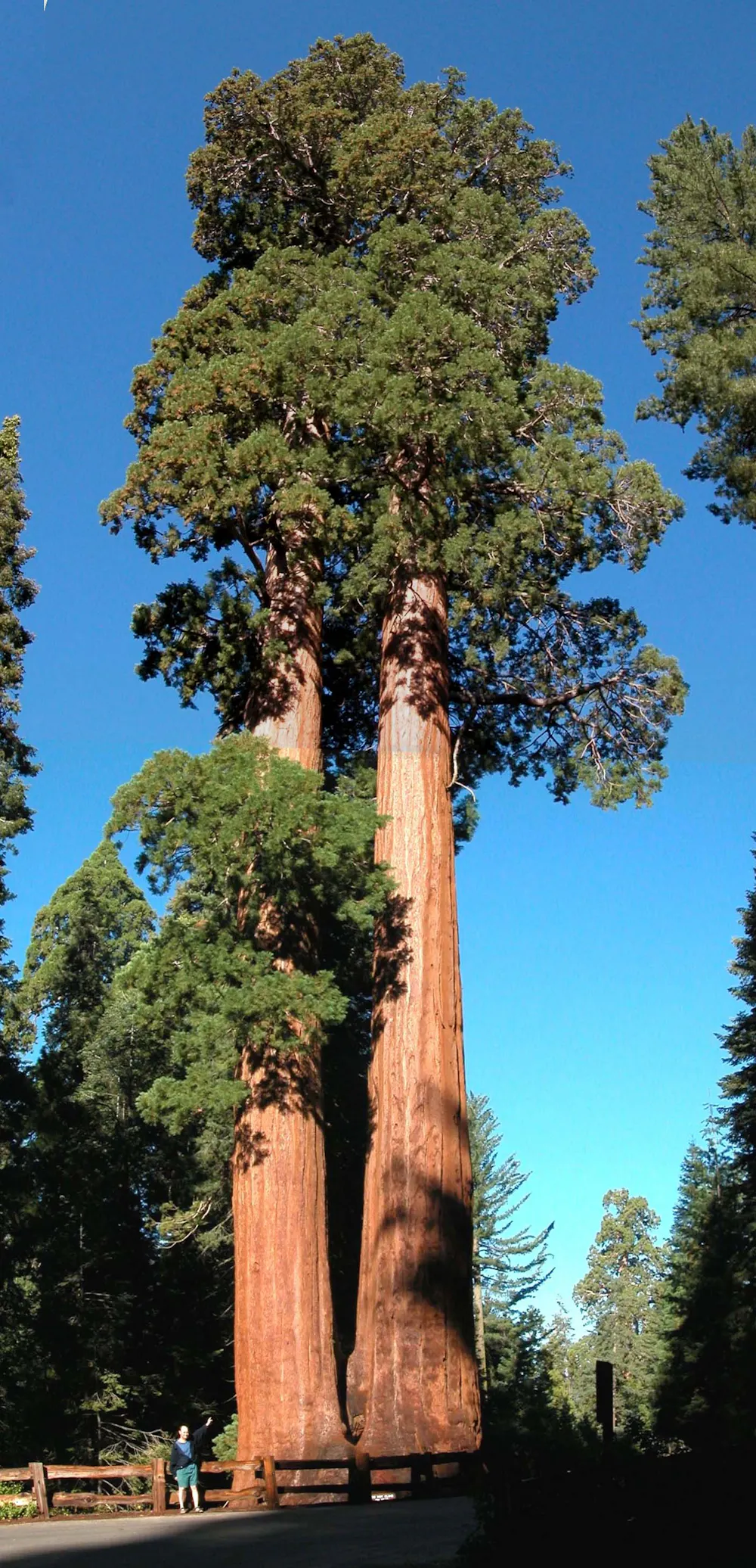 Curious Kids: Where did trees come from?