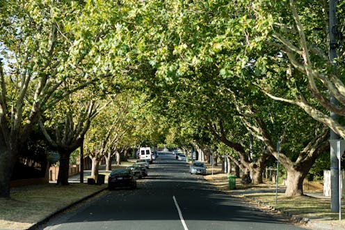 How tree bonds can help preserve the urban forest