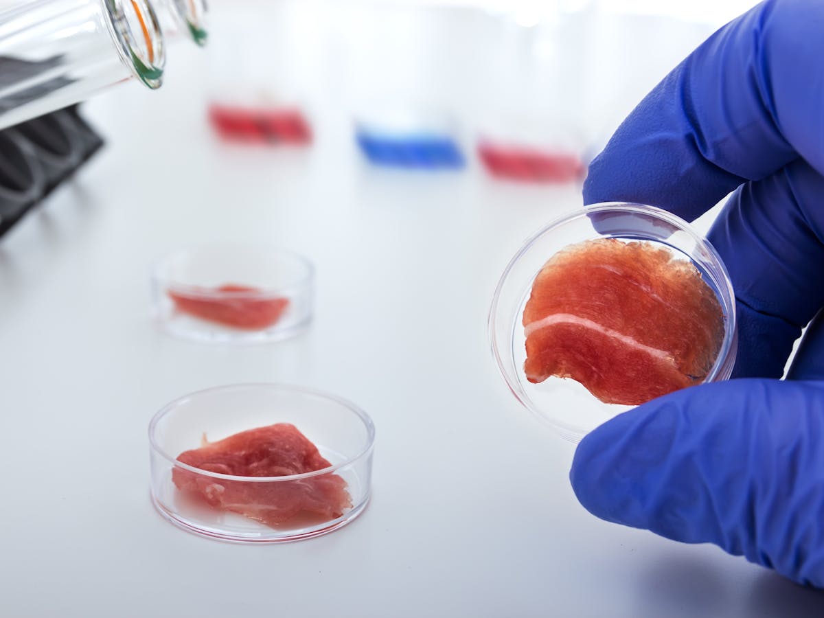 Japan should adopt cultured meat rules, according to researchers meat