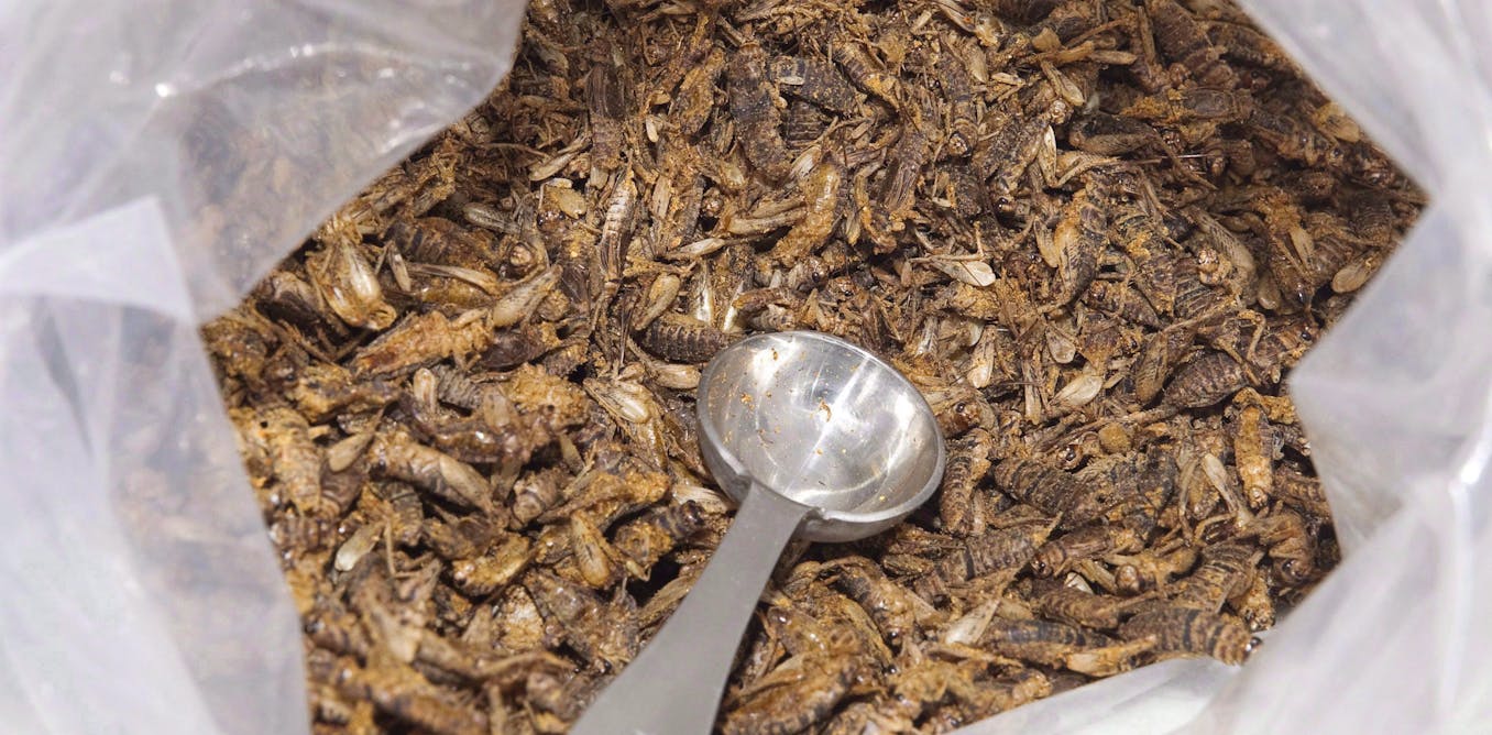 Jiminy cricket! Why bugs may soon be on the menu